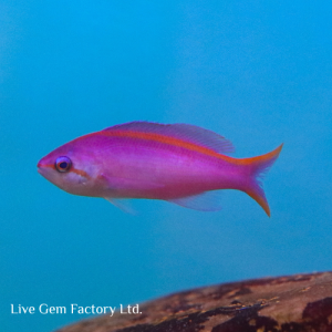 Anthias - Purple Queen