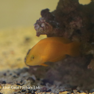 Dottyback - Yellow