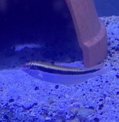Wrasse - Bluehead