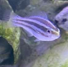 Parrotfish - Striped
