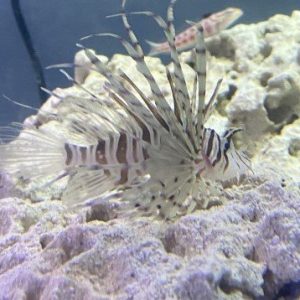 Lionfish - Peacock (Red)