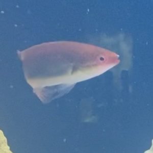 Wrasse - Temminck Fairy