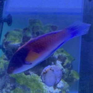 Wrasse - Yellow Flanked Fairy