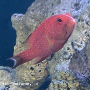 Grouper - Louti