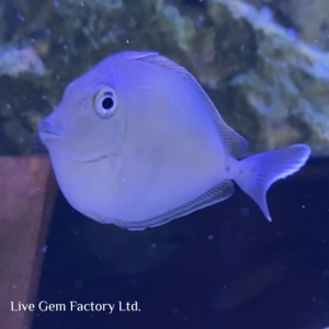 Tang - Unicorn
