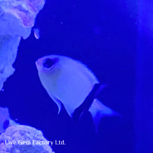 Chromis - Black Bar