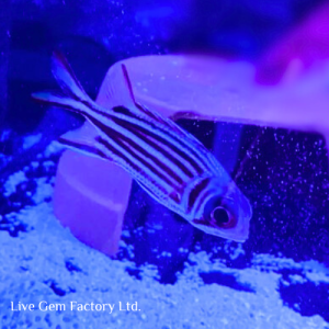 Squirrelfish - Crown
