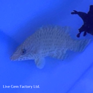 Wrasse - Long Jaw (Red)