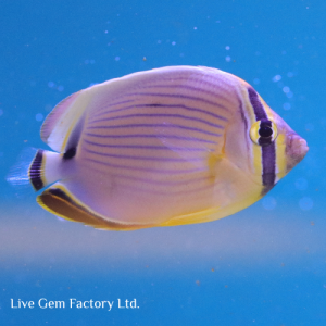 Butterflyfish - Melon