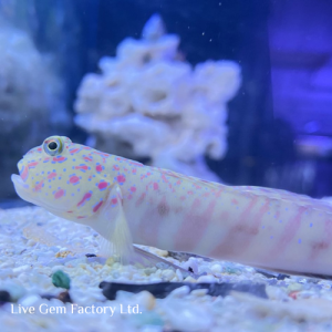 Goby - Pink Spot Watchman
