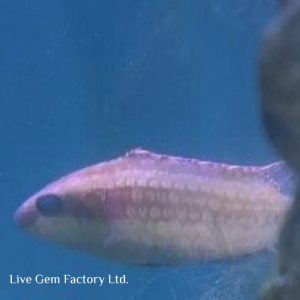 Wrasse - Two Spot Maori