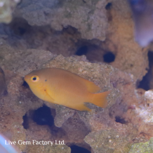 Damsel - Yellow