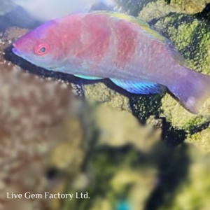 Wrasse - Yellowfin Fairy