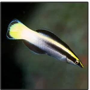 Wrasse - Bicolor Cleaner