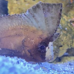 Scorpionfish - Brown Leaf