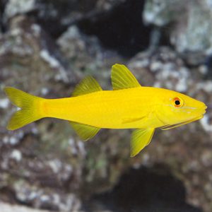 Goatfish - Yellow