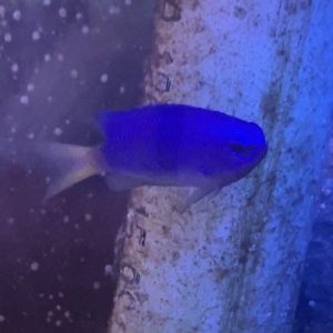 Damsel - Neon