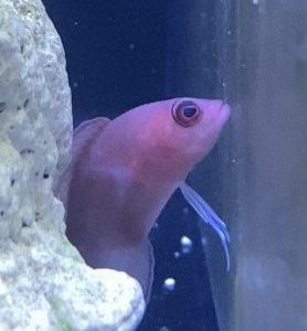 Dottyback - Red