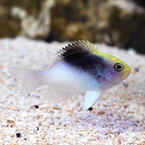 Damsel - Rolland
