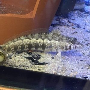 Blenny - Sandhopper (Speckled)
