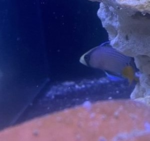 Dottyback - Splendid