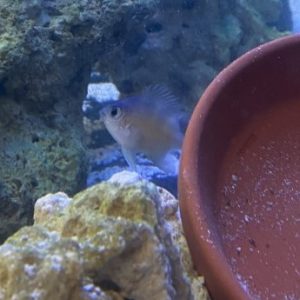 Damsel - Staghorn