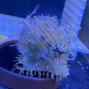 Filefish - Tassle