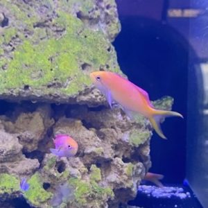 Anthias - Threadfin