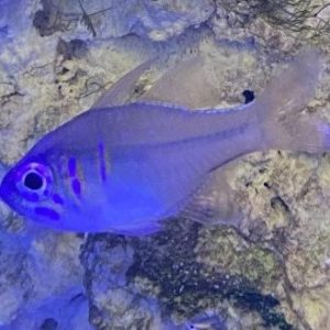Cardinal - Threadfin
