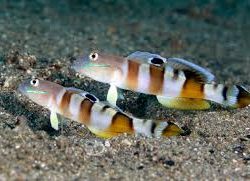 Goby - Tiger Sleeper