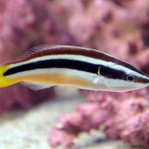 Wrasse - Yellowtail Cleaner