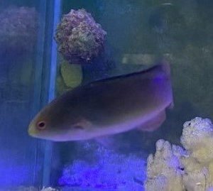 Wrasse - Blackfin Fairy