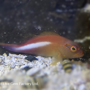 Hawkfish - Arc Eye