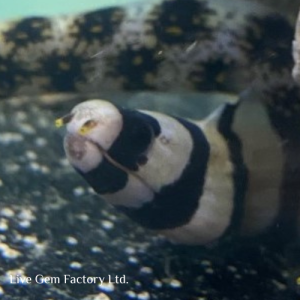 Eel - Banded Moray