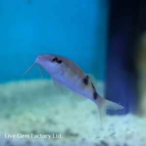 Goatfish - Red