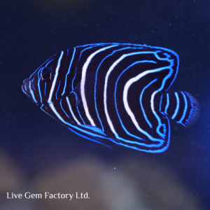 Angelfish - Koran