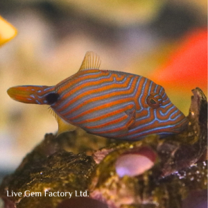 Triggerfish - Undulate