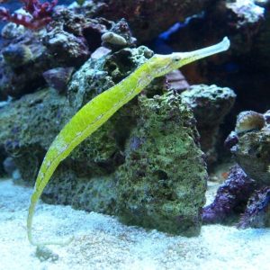 Pipefish - Alligator
