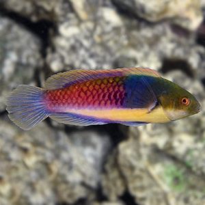 Wrasse - Orange Flank Fairy