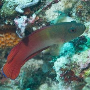 Dottyback - Fire Tail