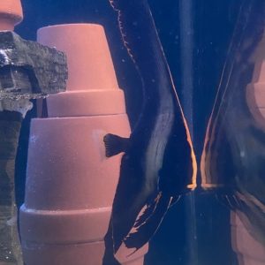 Batfish - Pinnatus