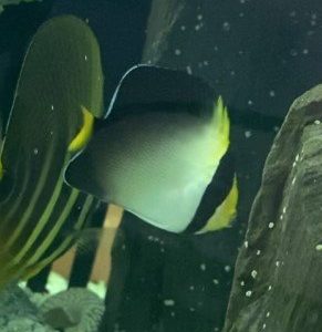 Angelfish - Singapore
