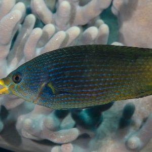 Wrasse - Tubelip