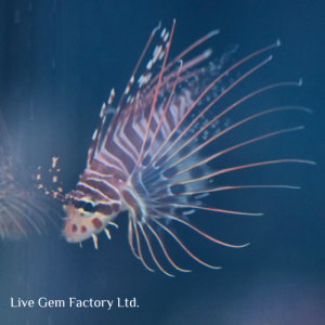 Lionfish - Zebra Dwarf