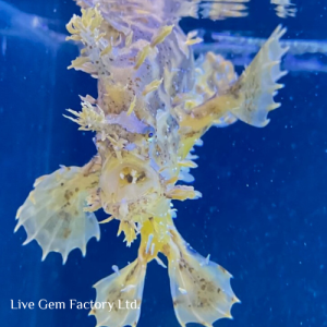 Frogfish - Sargassum