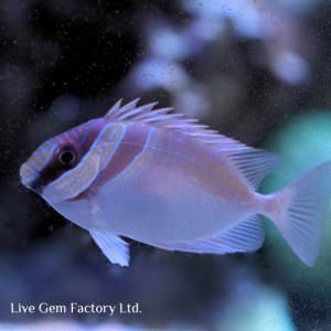 Rabbitfish - Two Barred