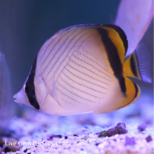 Butterflyfish - Vagabond