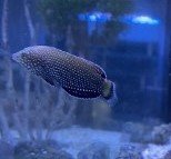 Wrasse - Blue Dot Tamarin