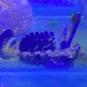 Dragonet - Fingered