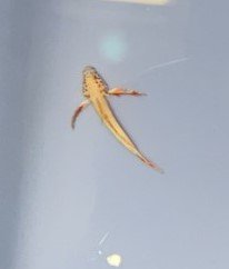 Goby - Griessingei
